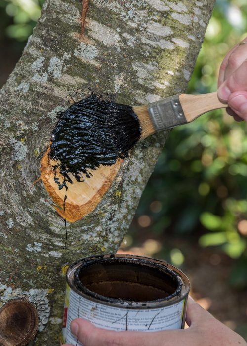 Application de peinture protectrice sur une plaie d'arbre, soulignant l'importance des soins arboricoles pour la santé des arbres.