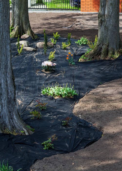 Aménagement paysager avec toile de paillage noir, plantes variées et fleurs entourant des arbres, illustrant les services de terrassement résidentiel de Patio Exotic.