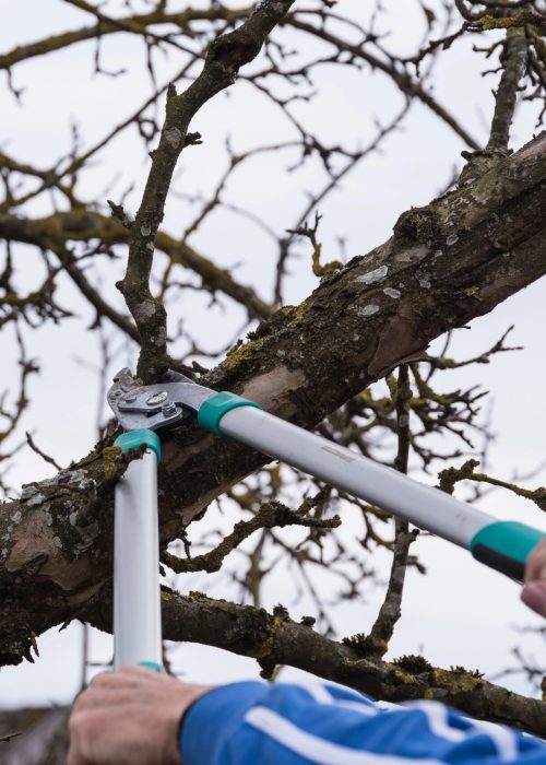 Personne utilisant des sécateurs pour élaguer une branche d'arbre, illustrant les services d'arboriculture de Patio Exotic.