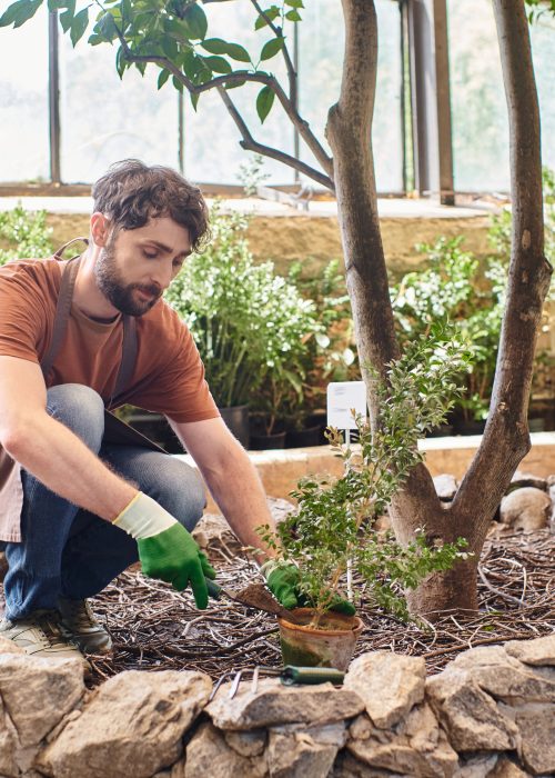 Homme travaillant dans un jardin, plantant un arbuste dans un aménagement paysager, illustrant les services de terrassement résidentiel de Patio Exotic.