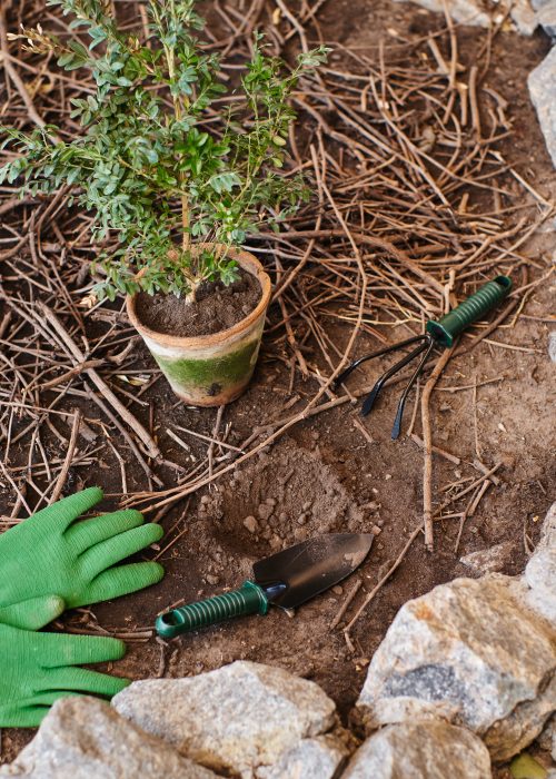 Gants de jardinage verts, plante en pot, outils de jardinage sur terre, préparation pour l'aménagement paysager avec Patio Exotic.